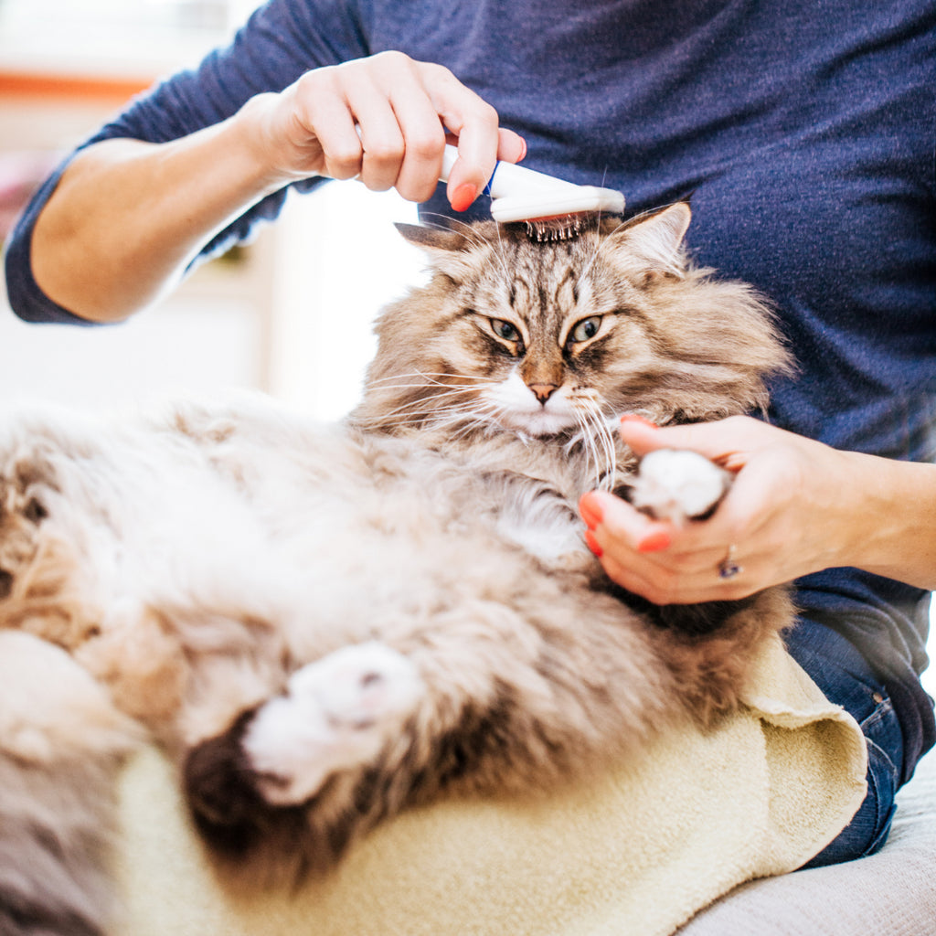 Shedding Dread: How to Keep Your Cat's Furry Coat from Eating You Alive This Spring